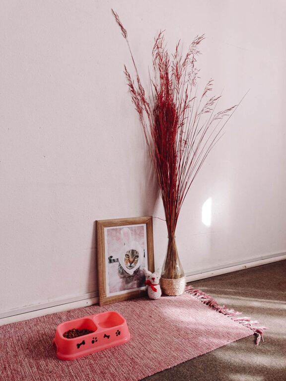 Come creare un angolo pet-friendly in casa