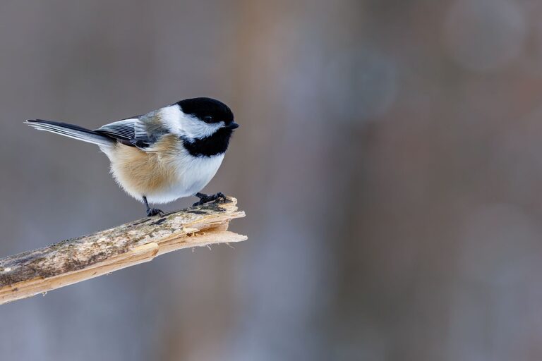 Consigli per iniziare il birdwatching nel tuo giardino